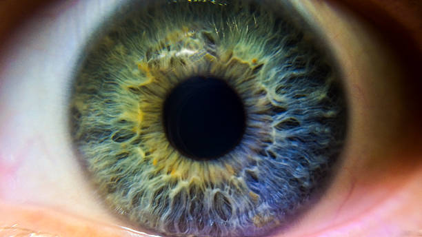 a close up photograph of a human eye